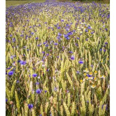 Фотообои - Полевые травы