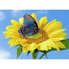 Фотообои - Бабочка на желтом цветке