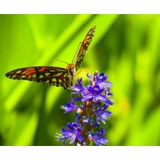 Фотообои - Бабочка и цветы