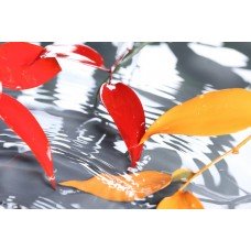 Фотообои - Красно-желтые листья над водой