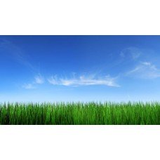 Фотообои - Зеленое поле - Синее небо