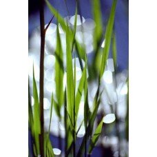 Фотообои - Луговые травы