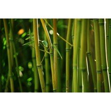 Фотообои - Бамбуковый лес