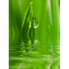 Фотообои - Трава в воде