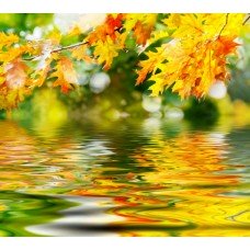 Фотообои - Отражение листвы