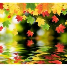 Фотообои - Осенний листопад
