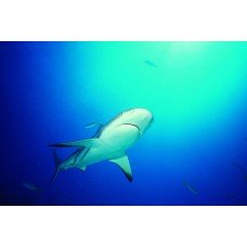 Фотообои - Белая акула