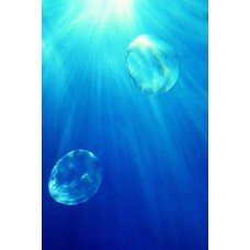 Фотообои - Медузы в океане