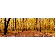 Фотообои - Осенний лес - Фотообои