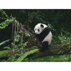 Фотообои - Панда на ветке