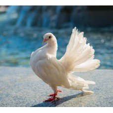 Фотообои - Белый голубь