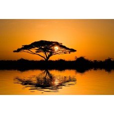 Фотообои - Африканское солнце