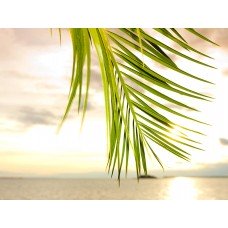 Фотообои - Листья пальмы
